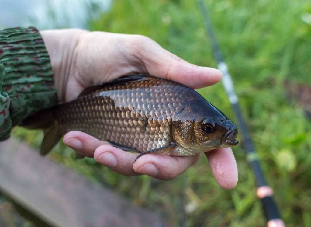 野釣時,選對釣深挑對魚,連桿中魚,真的一點也不難_鯉魚_水域_鯽魚