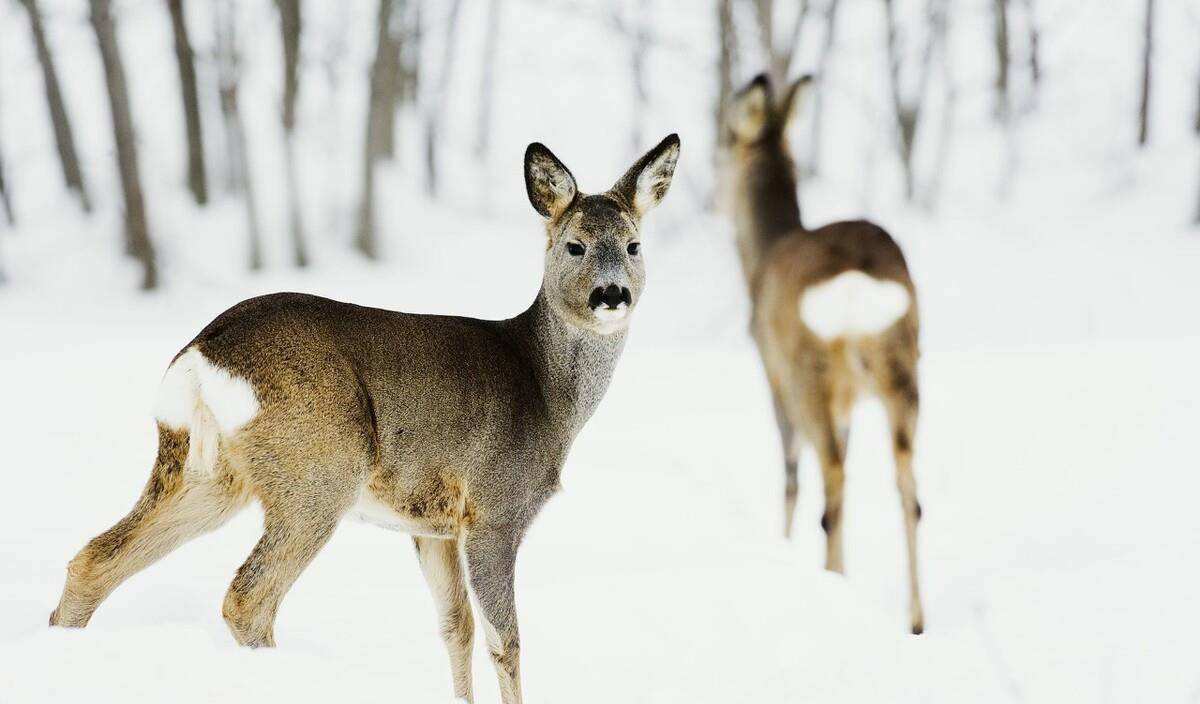 狍子被称为东北第一“神兽”，到底有多傻？这么笨咋活到现在的？_捕食者_动物_人类