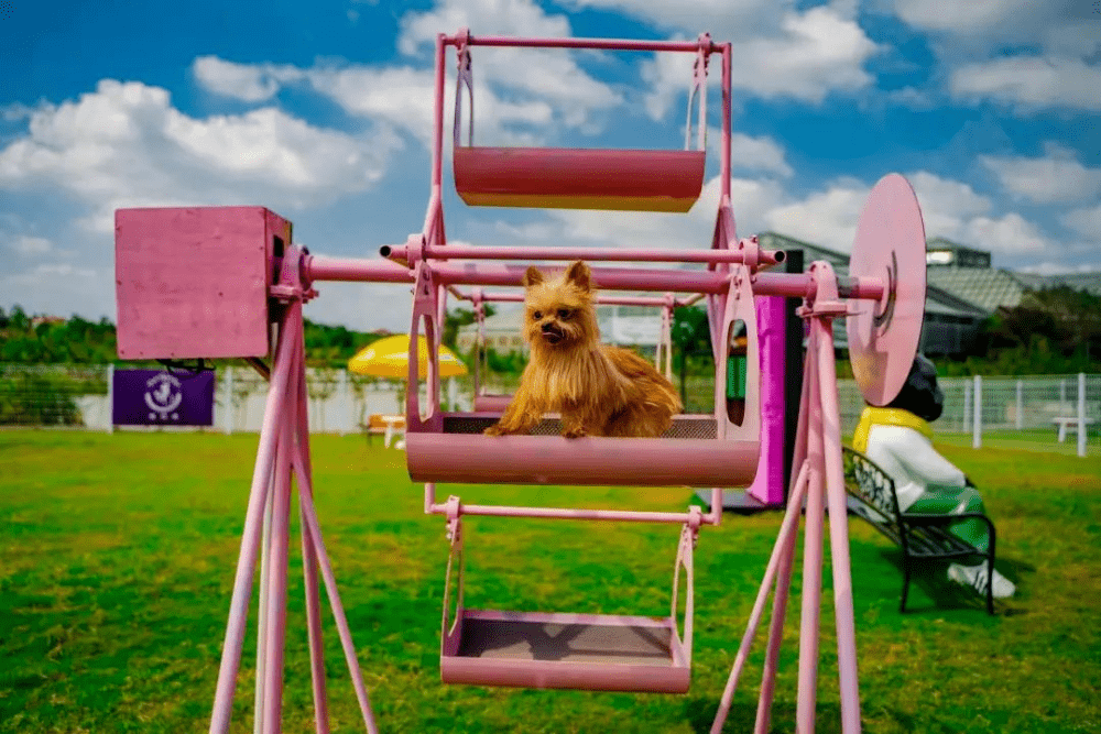 公园内有专门的宠物游乐场,放置了狗狗的游玩设备,你可以带着宠物一