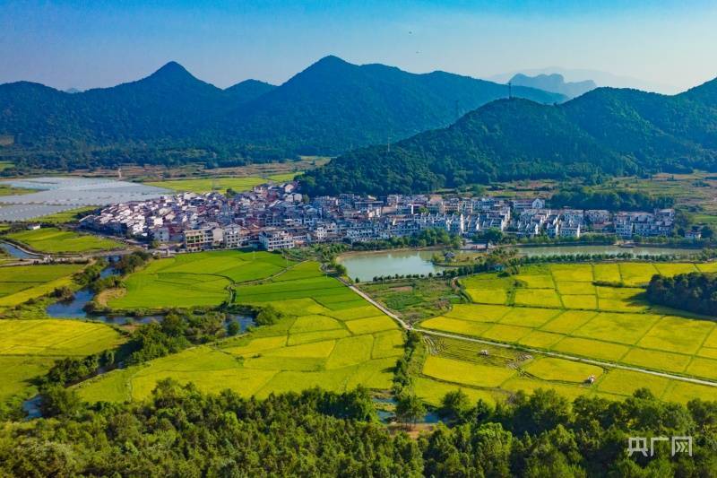 新餘市仙女湖區鳳凰灣辦事處金色田園如畫,稻田與青山綠水交錯相連