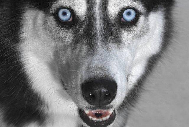 看得比我们清多了,看不清可能是疾病引起的_眼睛_主人_视网膜