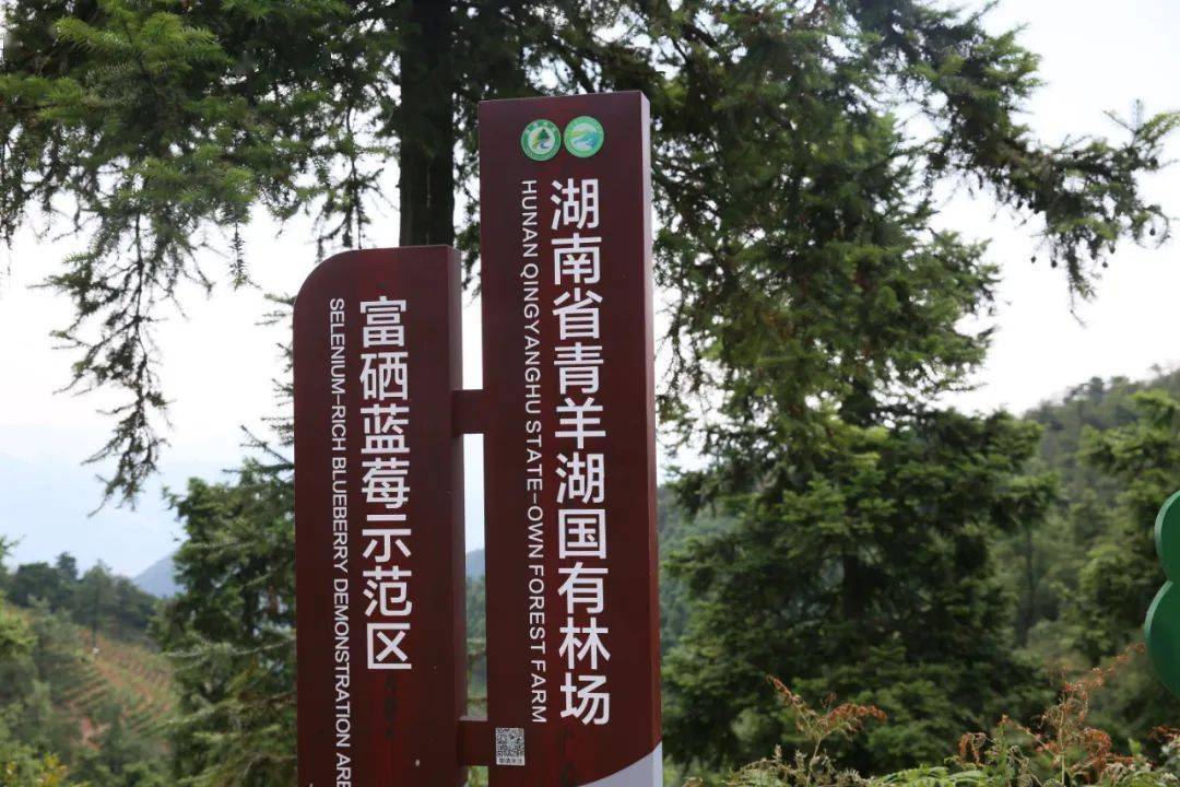 森林覆盖率高达97%的湖南省青羊湖国有林场99城大分部仿佛置身于