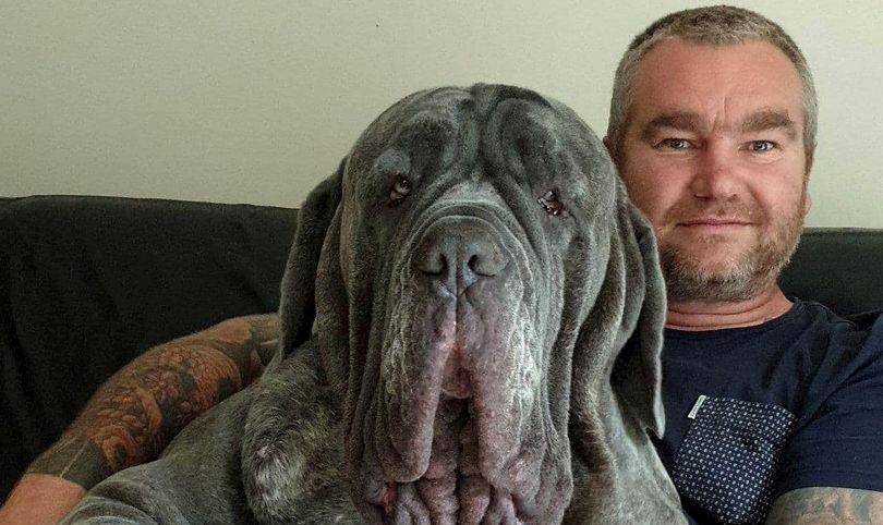 英国拿破仑獒犬也医美,提拉眼睑去掉2斤多皮肤,并非为了颜值_敖犬