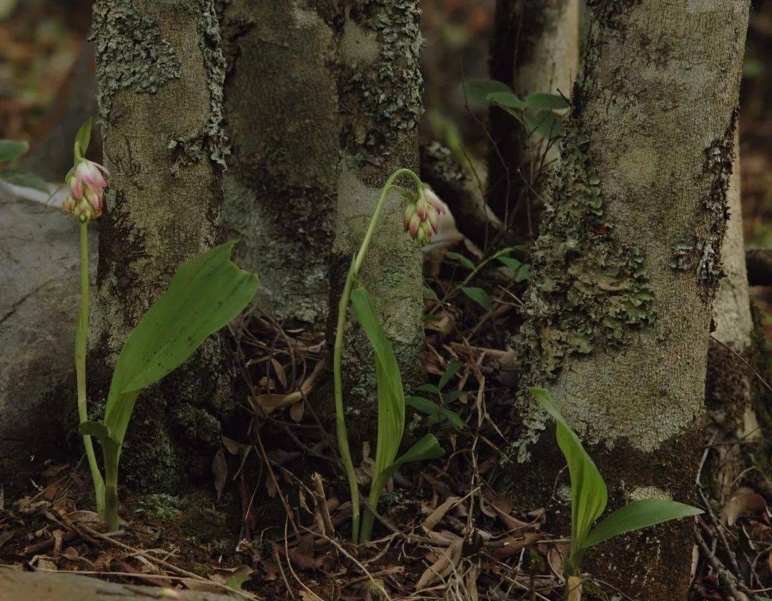 拍摄者:史军geodorum eulophioides schltr.贵州地宝兰