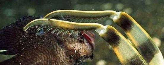 鱼缸饲养着,也不能和其他动物饲养,不然结果就是只剩下一只雀尾螳螂虾