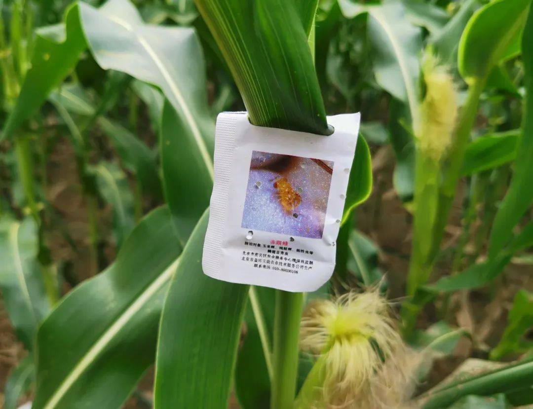 2022服贸会"氧吧"展 密云专区之"揭秘"篇~_赤眼蜂_防治_繁育