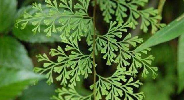 野草_地方_地区