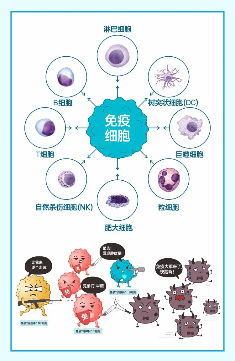 免疫细胞i人体内的超级战士