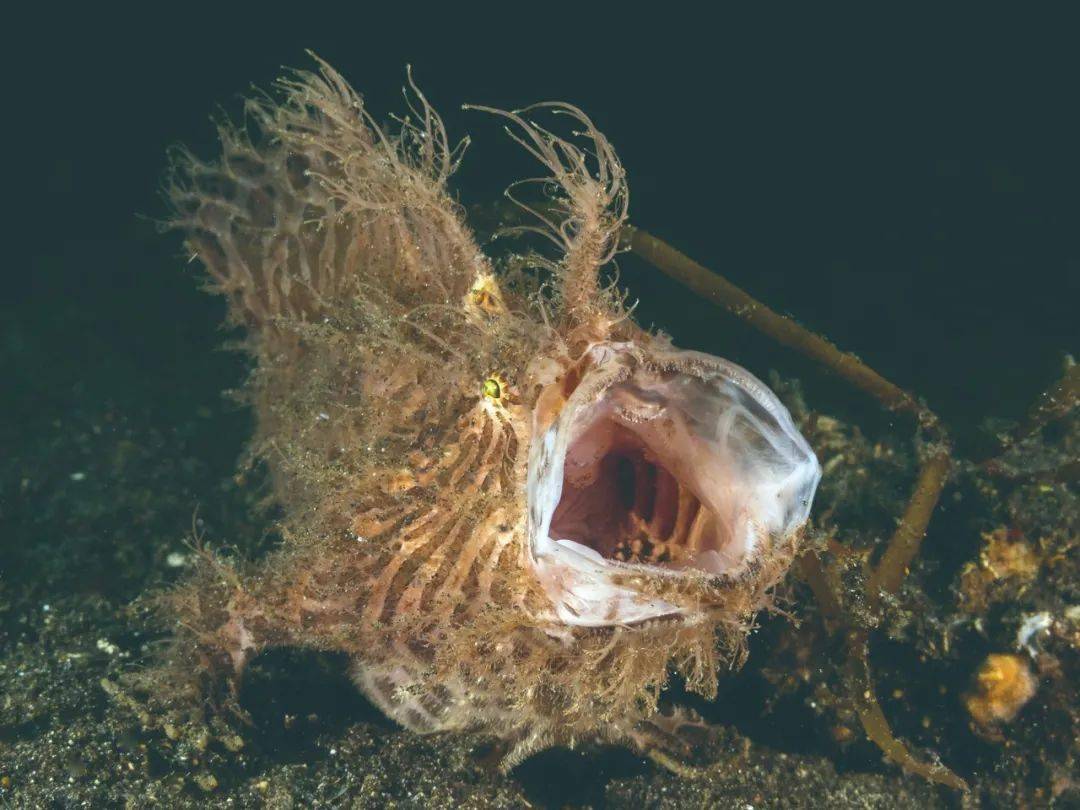 躄(bì)鱼虽然生活在海里,却很少游泳,更喜欢用胸鳍和腹鳍沿着海底"