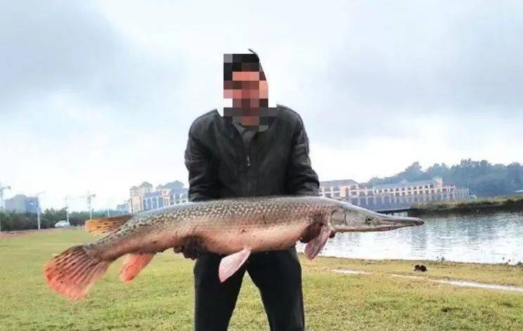抽干湖水捕捞鳄雀鳝，也是一个大型科普现场 | 新京报快评
