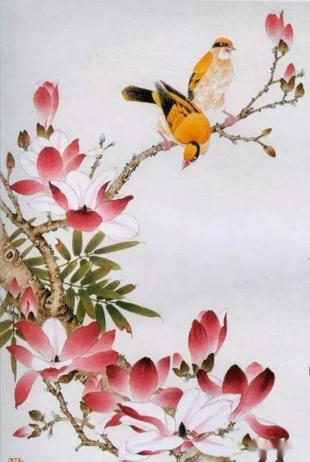 【国画教程】工笔玉兰花,黄鹂鸟的画法详解_赭石_步骤_胭脂