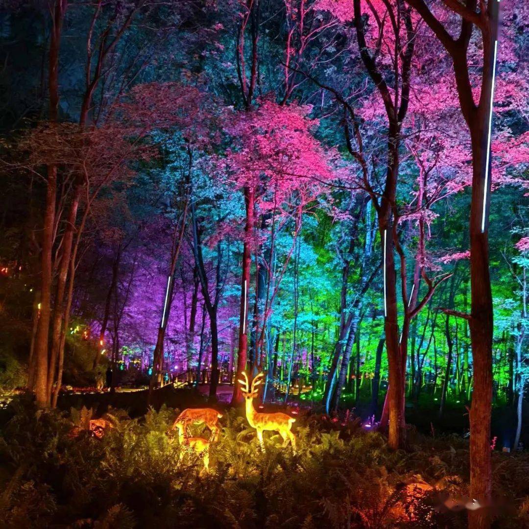 夜游蛟河红叶谷"梦幻森林" 赴一场璀璨之约_灯光_吉林市_来源