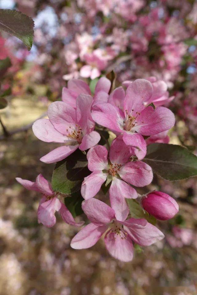 50幅海棠花圖,50個海棠品種_malus_red_hope