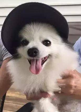 戴上帽子卖萌的汪们,有没有外挂就看主人的啦_开心_狗狗_阔少