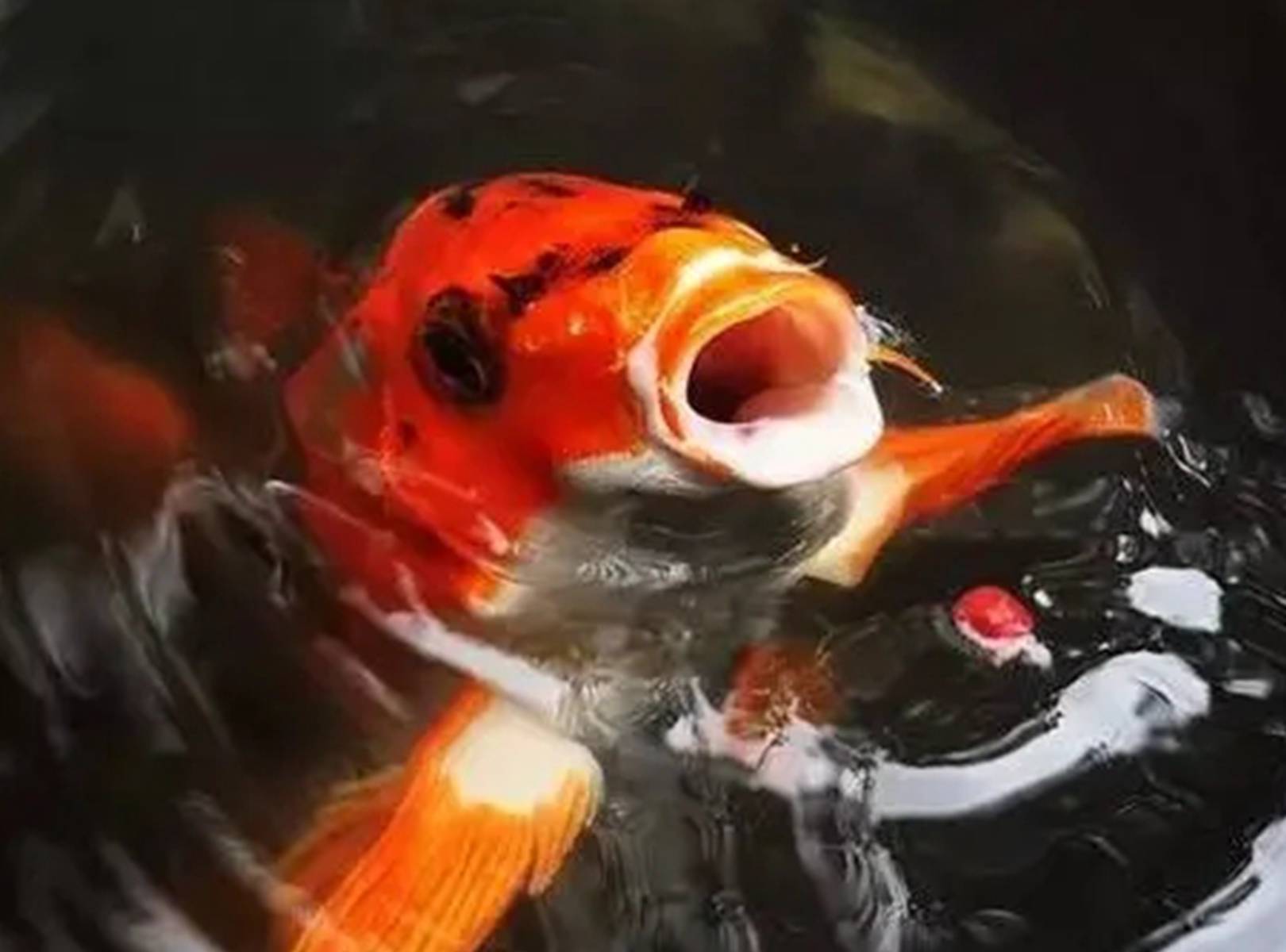 多久给它们换一次水?_观赏鱼_氧气_时间