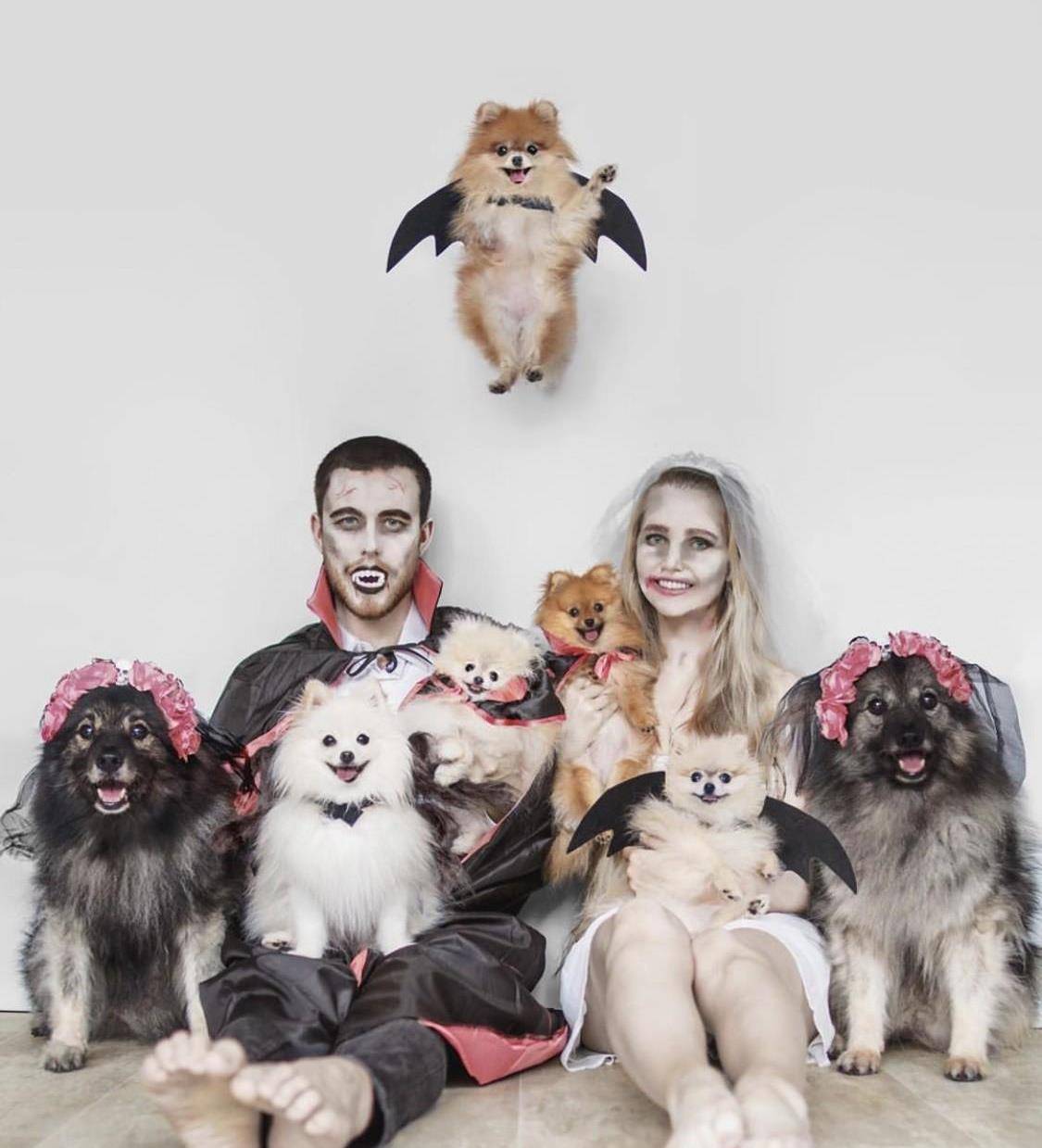 "戏精"宠物全家福吸粉十几万,关注后才发现故事原来很悲伤_minzi