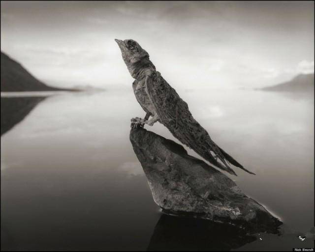 世界上最诡异恐怖的湖泊，被称为“冥湖”，生物一旦触碰石化