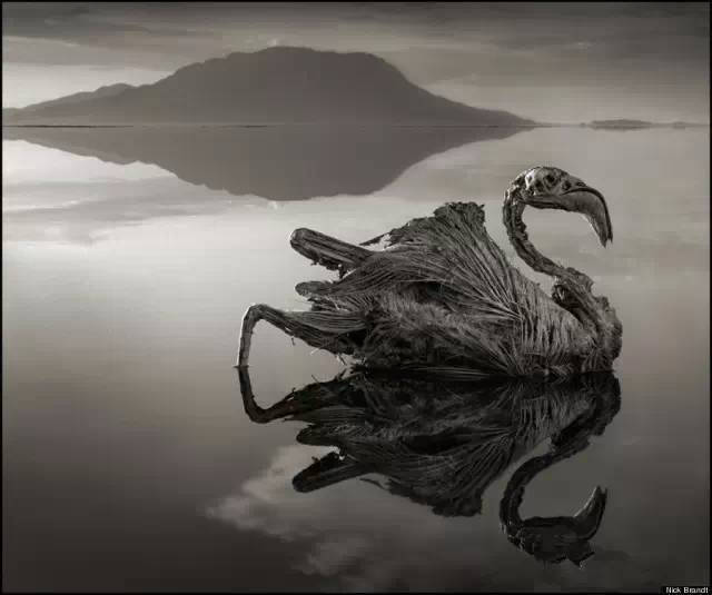 世界上最诡异恐怖的湖泊，被称为“冥湖”，生物一旦触碰石化