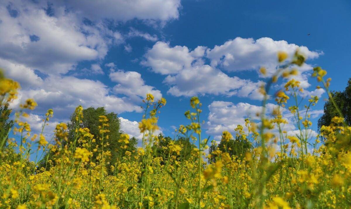 我问问你拿什么给你打?虎豹说老子拿五连子,大开山,枪刺,还有卡簧.