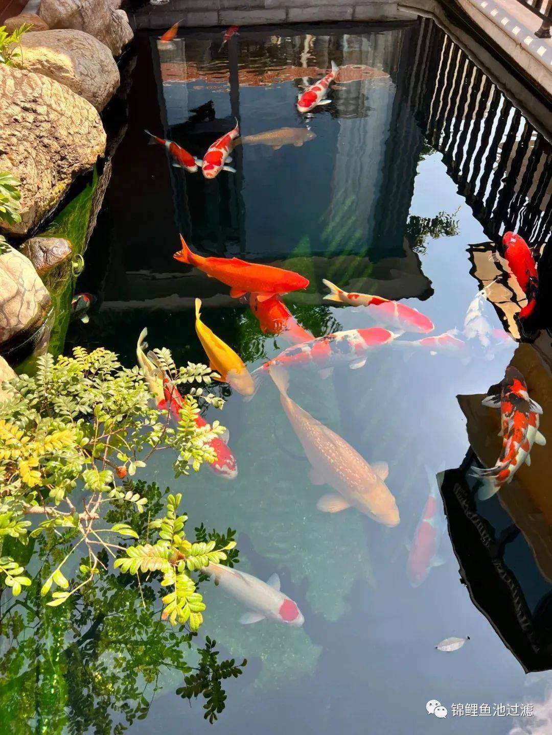 是什么原因导致锦鲤不进食 鱼池 影响 藻类 是什么原因导致锦鲤不进食 鱼池 影响 藻类