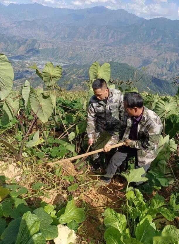 会理小黑箐镇红凉村"三举措"保障脱贫人口稳定增收_监测_高山_产业