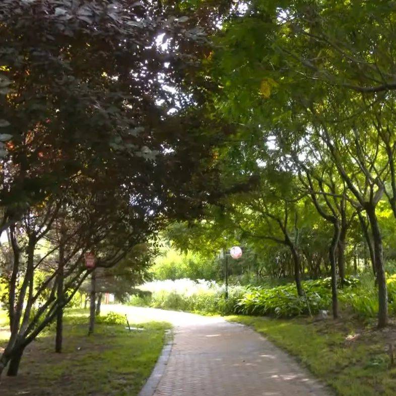 昌黎:绿色理念描绘城市底色 宜居环境织就幸福生活_绿化_道路_韩愈大
