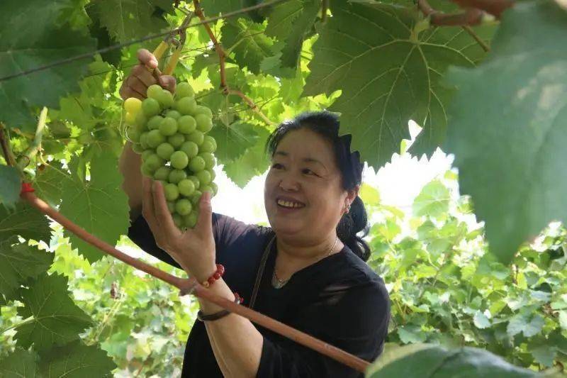 大兴｜采育的葡萄熟了，产业丰了，农民富了