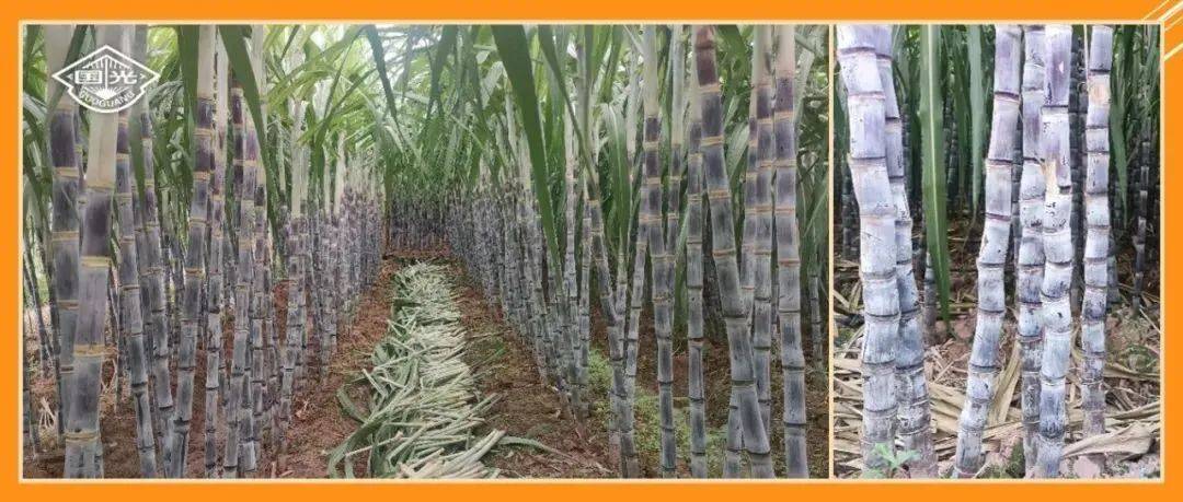 种植黑皮果蔗,国光顶跃来帮忙!_甘蔗_芸美_年产量