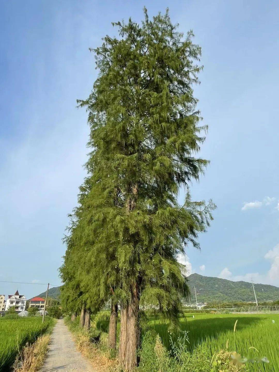 观察一棵树-水杉(47)_池杉_叶子_时候