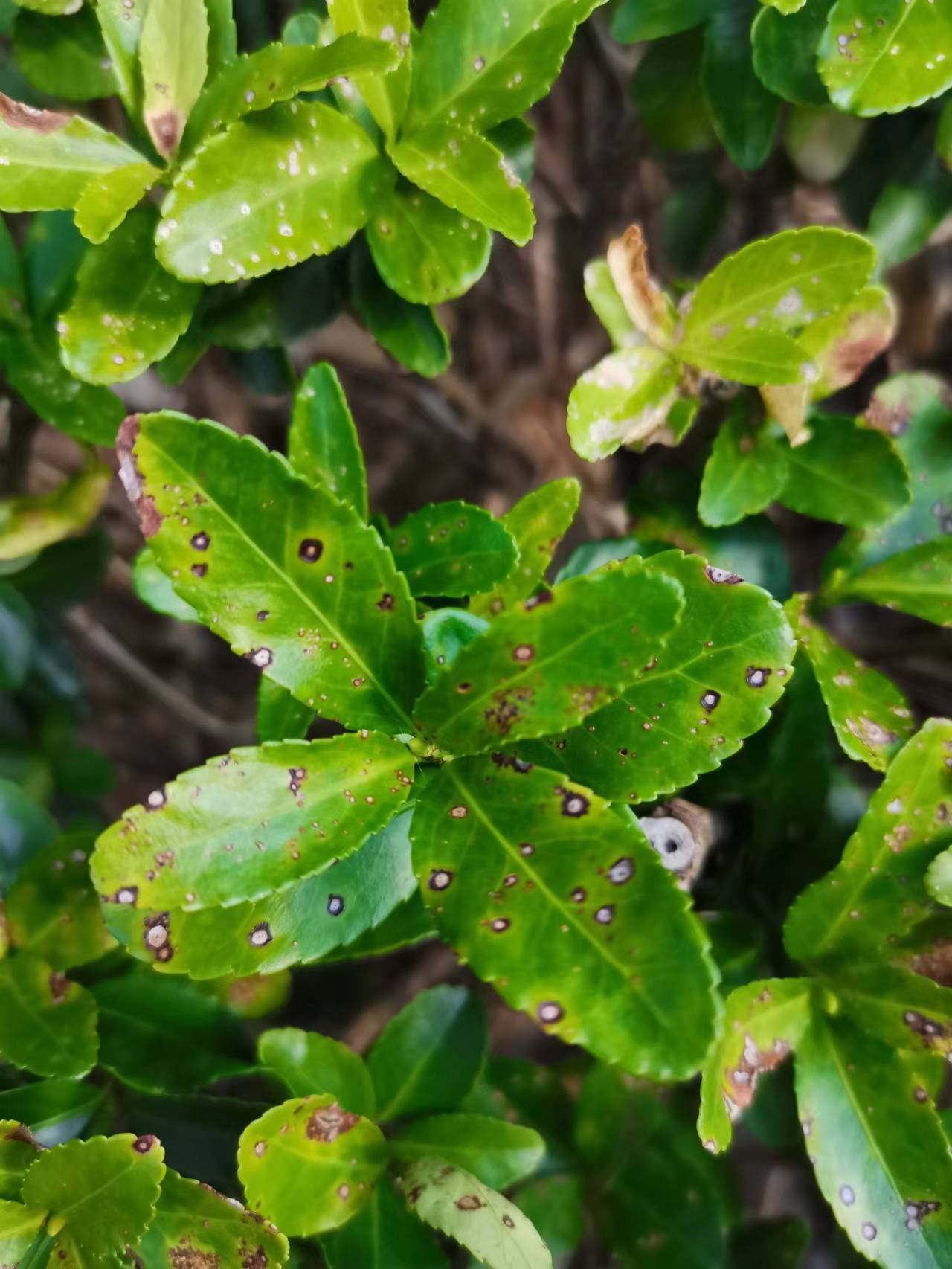 植物病害图片及名称图片