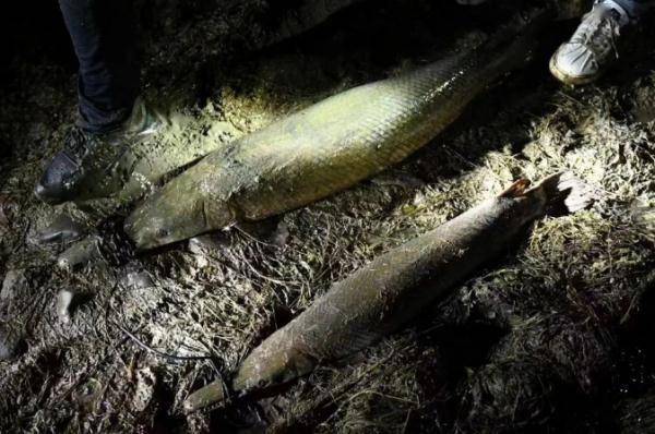 “怪鱼”在杭州一小区也发现了！紧急提醒：千万不能食用！