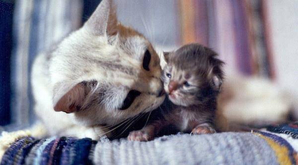 梦境解析，梦见几只小猫，其中一只病弱被我喂食