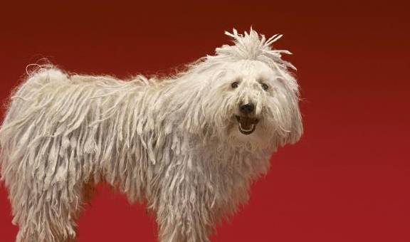 洗次澡要半天的可蒙犬,带狗狗出门,简直像带拖把散步一样_毛发_匈牙利