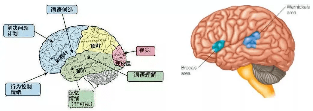 布洛卡区和威尔尼克区图片