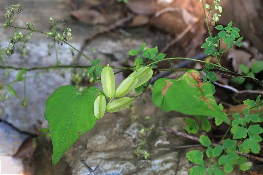 京城7月|上方山野花加新記_薔薇_果期_豆目