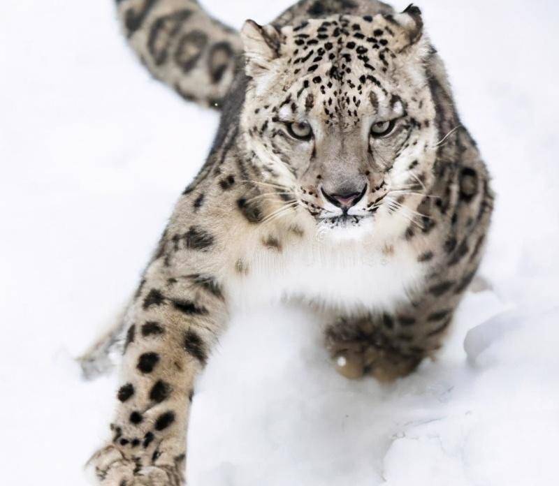 湖南,新疆3种豹子,好漂亮,萌呆全世界_云豹_雪豹_金钱豹