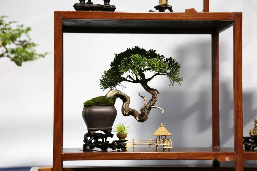 王元康作品▲南京古林盆景园作品▲江苏葛春雷作品▲江苏范国梁追品