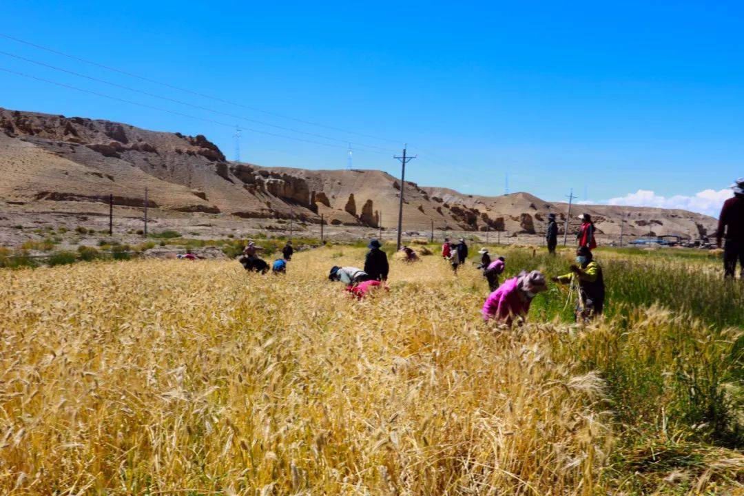 记者访抗疫一线——札达县:慎终如始抓好疫情防控 逐步恢复生活生产
