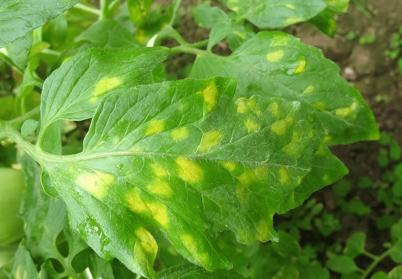 番茄叶霉病如何防治?_发病_叶片_棚室