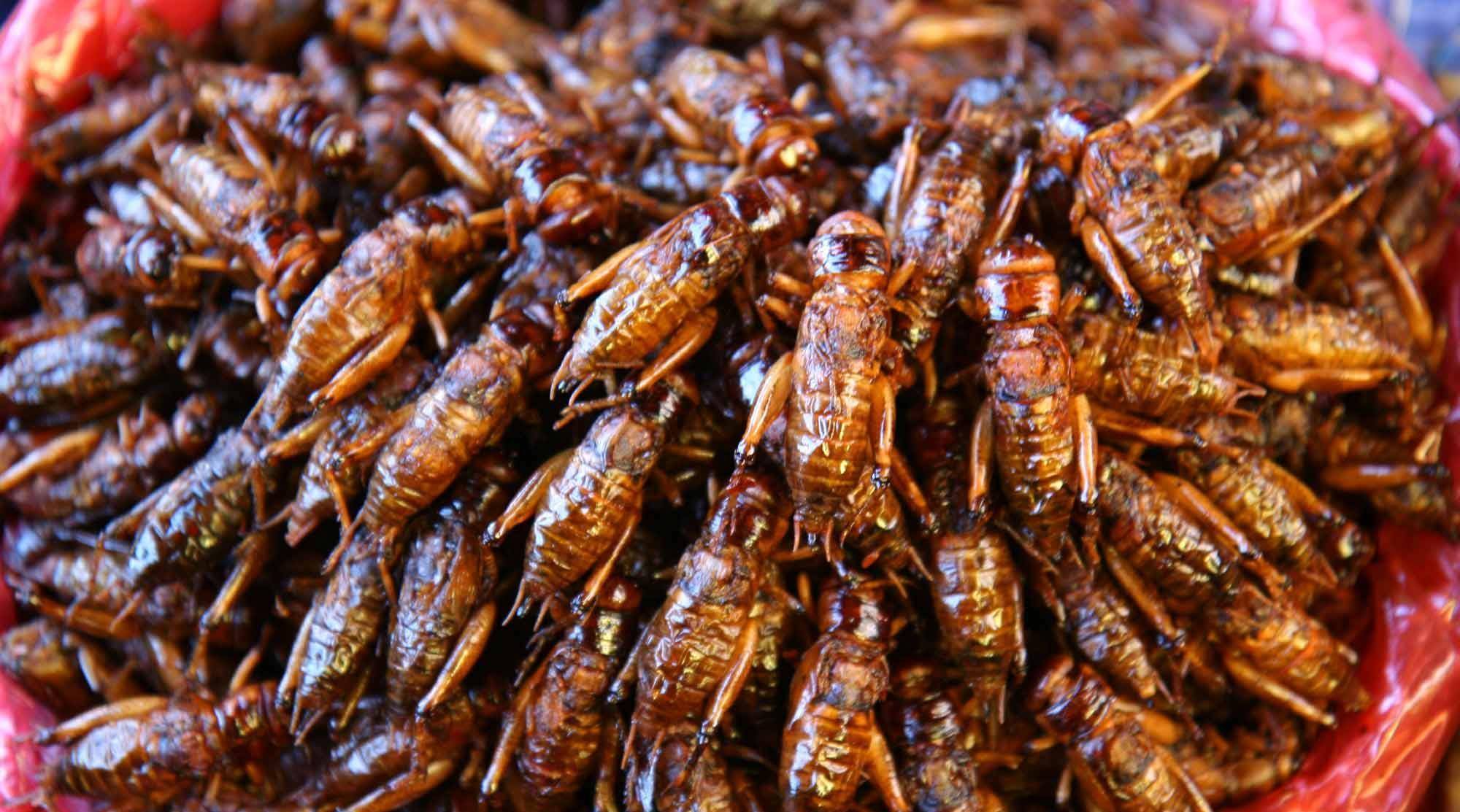 蚱蜢墨西哥人餐桌常见美食,烤生猛蚱蜢,配上辣椒和青柠,可口美味,高