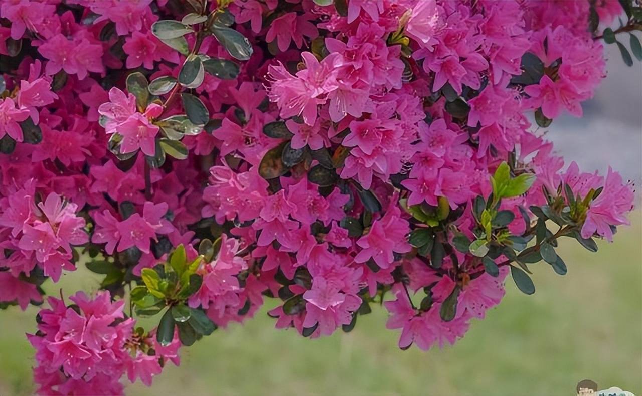 都知道无锡有樱花却少有人知无锡市花其品种数量更是居全国之最