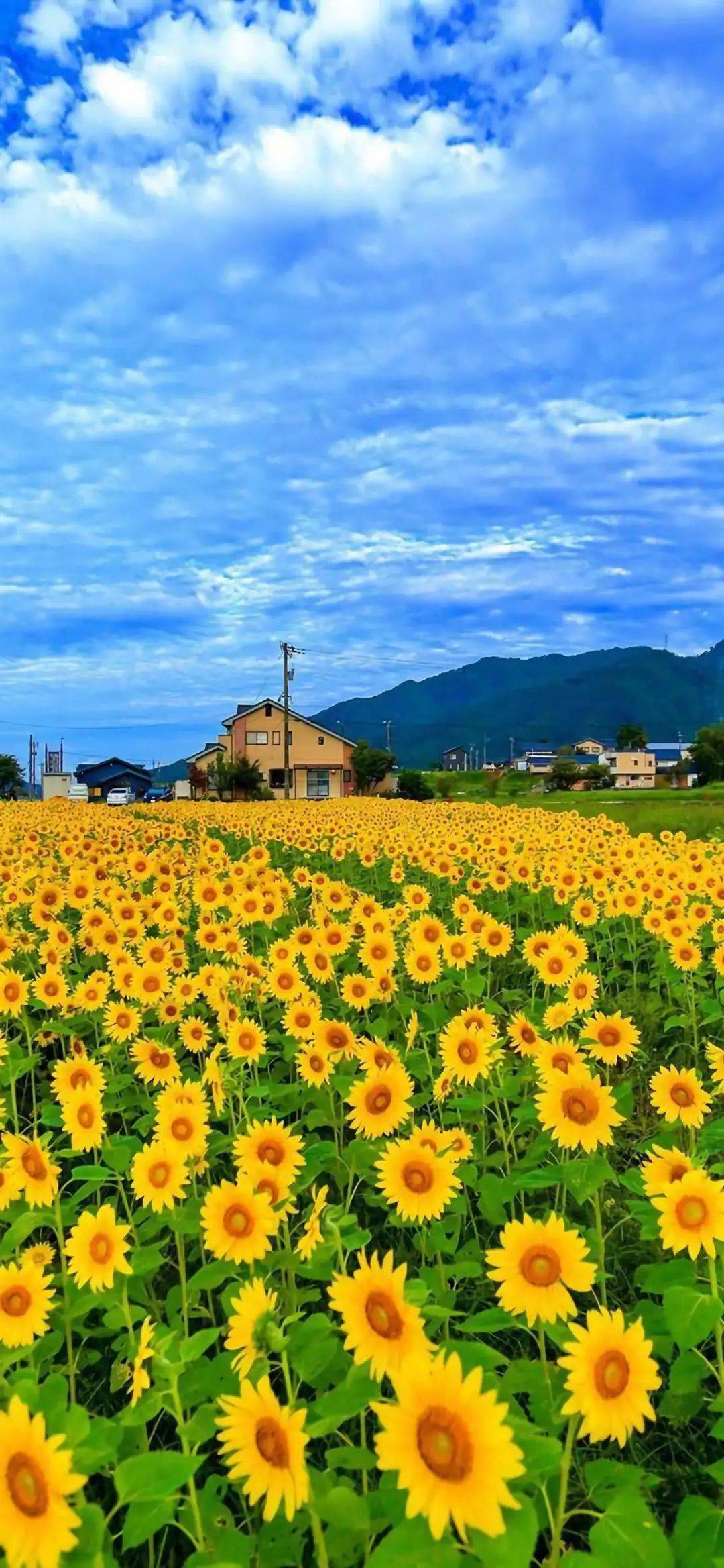 很难不爱的神仙壁纸来袭_头像_漂亮_微信