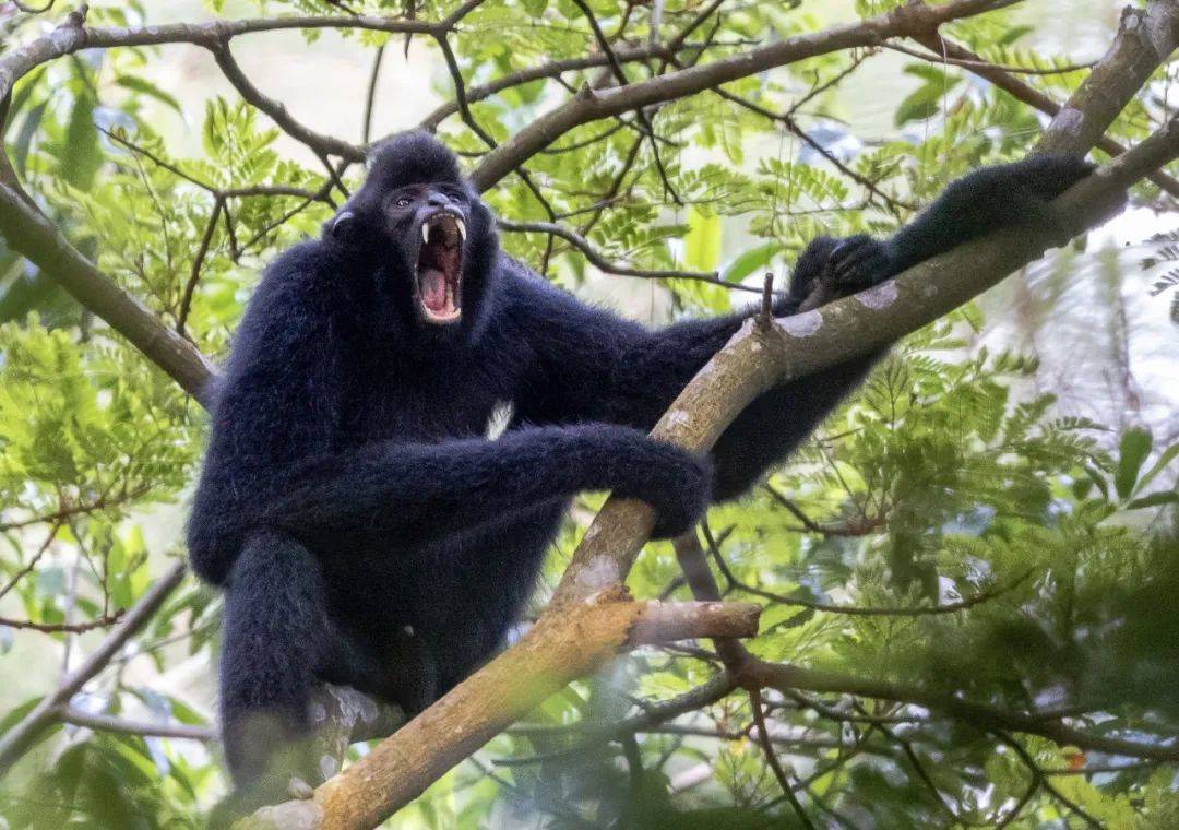 小猿宝正在茁壮成长时至今日它们5种群全部数量加起来已有36只种群的