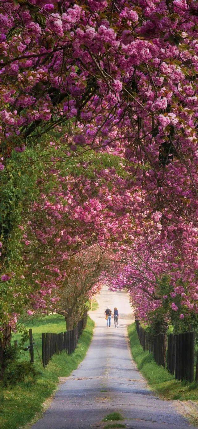 微信风景图片 花草图片