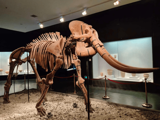 以色列出土古菱齿象象牙 什么是古菱齿象