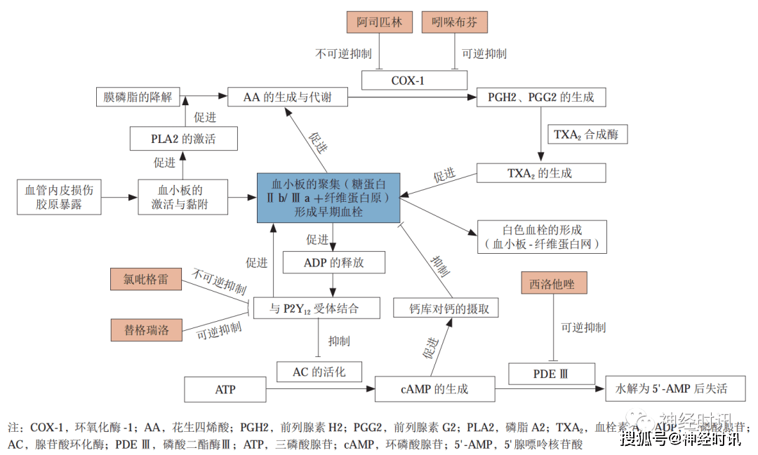 托法替布药理机制图片