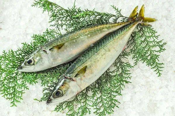 鲭鱼产量如何 科学家揭示环境因素对鲐鱼早期成长的综合影响丨美丽南海 海洋研究所 日本 中科院