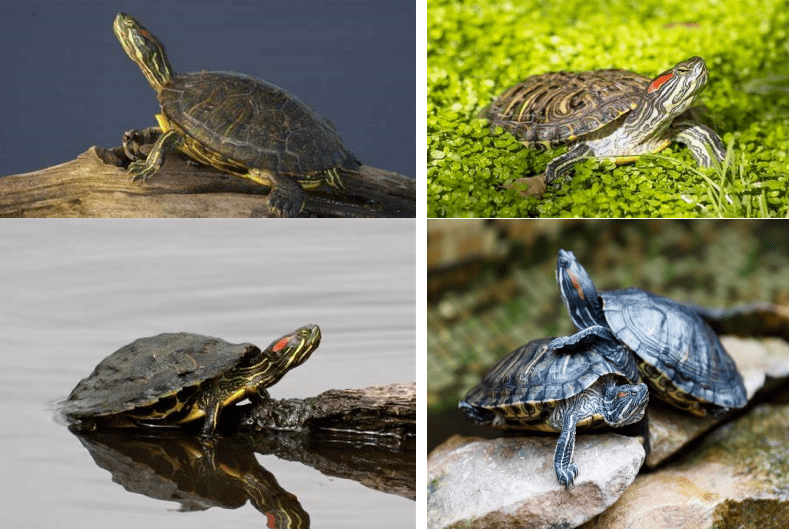 二,危害情况及特点中国很多地区的自然水域中云有巴西龟野生群体繁衔