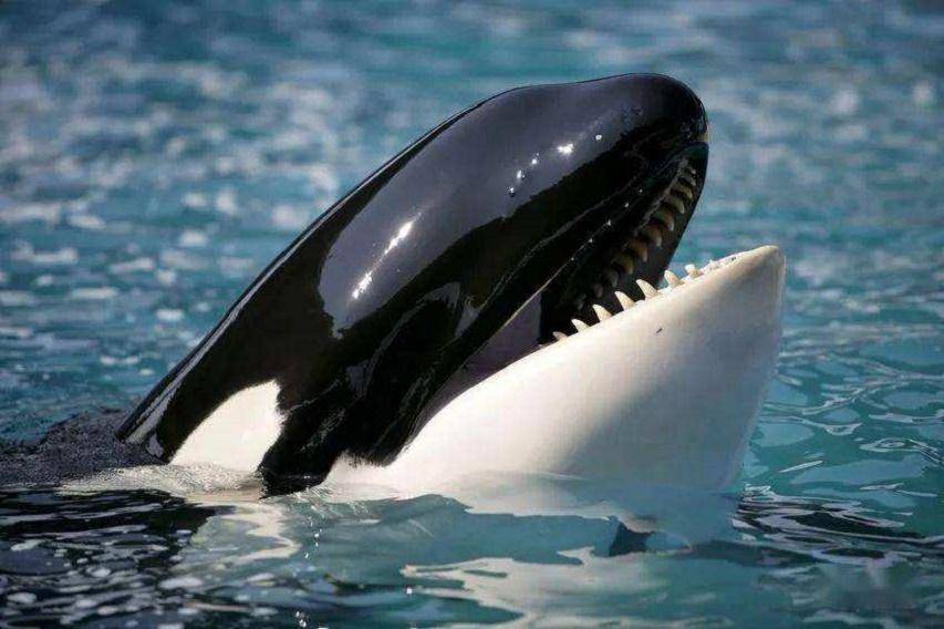 虎鲸的牙齿虎鲸是虎鲸属下唯一的物种,根据生活地区的不同,全球的虎鲸