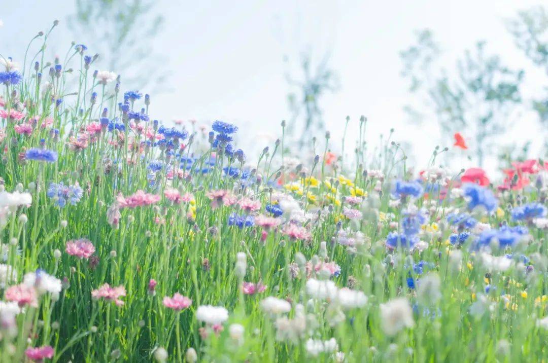 格力河北渠道风波引热议，董明珠是时候反思管理手段了-家电圈官网